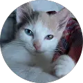 Julie Quinn Avatar
